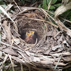 Cossypha caffra caffra