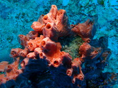 Porifera
