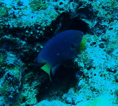 Pomacentrus flavioculus