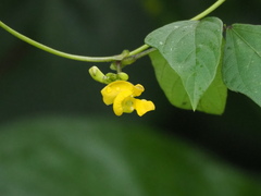 Vigna reflexopilosa