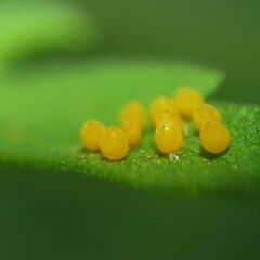 Ophraella communa