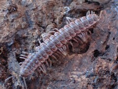 Pseudopolydesmus