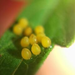 Ophraella communa