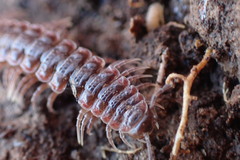 Pseudopolydesmus