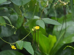 Vigna reflexopilosa