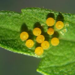 Ophraella communa