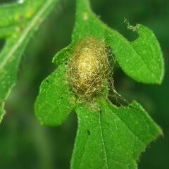 Ophraella communa