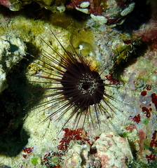 Echinostrephus