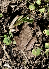 Microhyla berdmorei