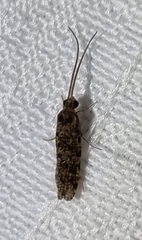 Hydrobiosidae