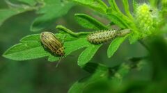 Ophraella communa