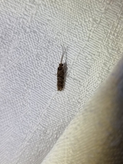 Hydrobiosidae