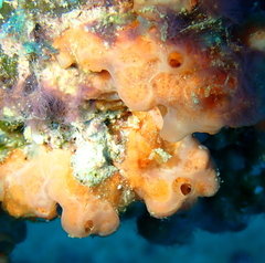Porifera