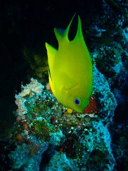 Amblyglyphidodon aureus