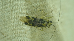 Phytocoris tiliae
