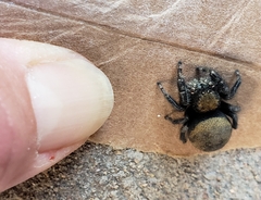 Phidippus
