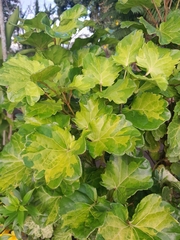 Polyscias balfouriana