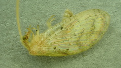 Hemerobius