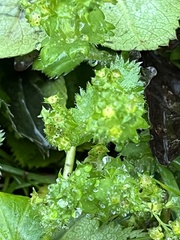 Alchemilla vulgaris