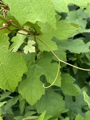 Vitis × labruscana