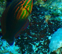 Halichoeres biocellatus