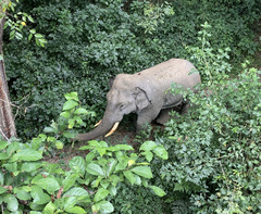 Elephas maximus indicus