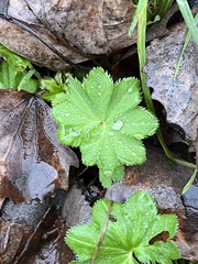 Alchemilla vulgaris