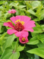 Zinnia
