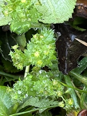 Alchemilla vulgaris