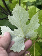 Vitis × labruscana