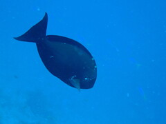 Acanthurus mata