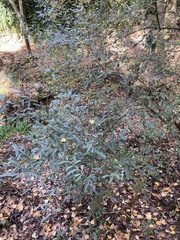 Salix salviifolia