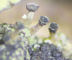 Allocalicium adaequatum