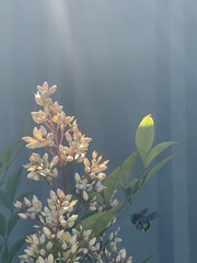 Xylocopa aerata