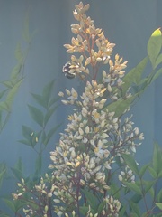 Xylocopa aerata