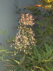 Xylocopa aerata