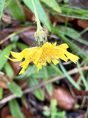 Hieracium umbellatum