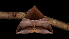 Bastilla fulvotaenia