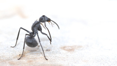Polyrhachis schistacea