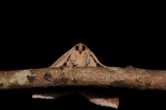 Bastilla fulvotaenia