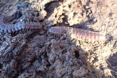 Pseudopolydesmus