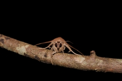 Bastilla fulvotaenia
