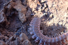Pseudopolydesmus