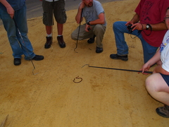 Micrurus tener tener