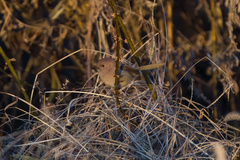 Sinosuthora webbiana