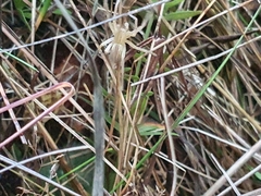 Micrommata virescens