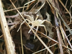 Micrommata virescens