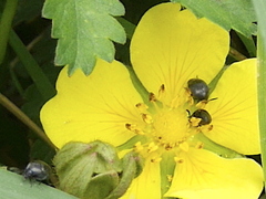 Isomira
