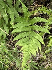 Coryphopteris castanea