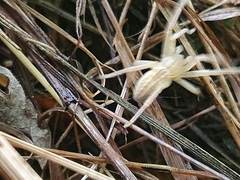Micrommata virescens